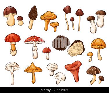 Edible and inedible mushrooms collection in cartoon style. Hand drawn forest plants drawings. Perfect for recipe, menu, label, icon, packaging. Fungus Stock Vector
