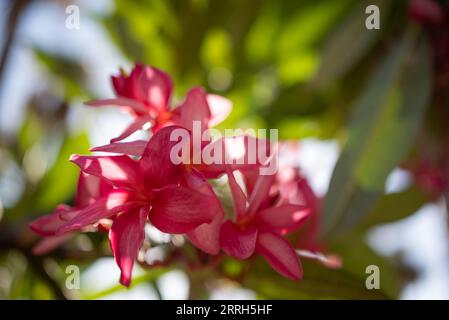 Pink flowers of plumeria rubra or frangipani on green leaves background Stock Photo