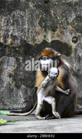 220616 -- TONGREN, June 16, 2022 -- A Guizhou snub-nosed monkey is seen with a cub in a wildlife rescue center of Fanjingshan National Nature Reserve in southwest China s Guizhou Province, June 16, 2022. A Guizhou snub-nosed monkey cub was born on April 13 and has been raised in the wildlife rescue center of Fanjingshan National Nature Reserve. The Guizhou snub-nosed monkey, or Guizhou golden monkey, is under top-level protection in China and is listed as an endangered species by the International Union for Conservation of Nature. Among the three species of golden snub-nosed monkeys endemic to Stock Photo