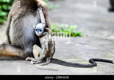 220616 -- TONGREN, June 16, 2022 -- A Guizhou snub-nosed monkey cub is seen in a wildlife rescue center of Fanjingshan National Nature Reserve in southwest China s Guizhou Province, June 16, 2022. A Guizhou snub-nosed monkey cub was born on April 13 and has been raised in the wildlife rescue center of Fanjingshan National Nature Reserve. The Guizhou snub-nosed monkey, or Guizhou golden monkey, is under top-level protection in China and is listed as an endangered species by the International Union for Conservation of Nature. Among the three species of golden snub-nosed monkeys endemic to China, Stock Photo