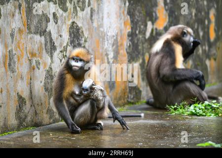 220616 -- TONGREN, June 16, 2022 -- Guizhou snub-nosed monkeys are seen with a cub in a wildlife rescue center of Fanjingshan National Nature Reserve in southwest China s Guizhou Province, June 16, 2022. A Guizhou snub-nosed monkey cub was born on April 13 and has been raised in the wildlife rescue center of Fanjingshan National Nature Reserve. The Guizhou snub-nosed monkey, or Guizhou golden monkey, is under top-level protection in China and is listed as an endangered species by the International Union for Conservation of Nature. Among the three species of golden snub-nosed monkeys endemic to Stock Photo