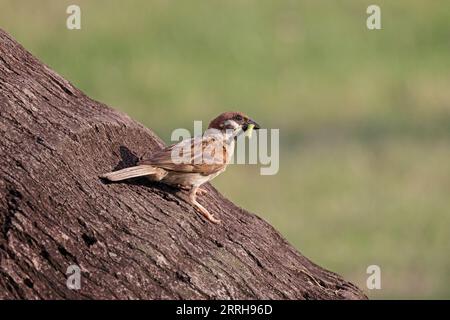 Eurasian Tree Sparrow with a caterpillar in Singapore Stock Photo