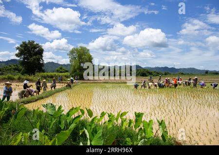 220621 -- VIENTIANE, June 21, 2022 -- Photo taken on June 19, 2022 shows villagers working in paddy fields in Muang Fueng, a rising tourist town some 100 km north of Lao capital Vientiane. Photo by /Xinhua LAOS-VIENTIANE-MUANG FUENG-TOURISM-DAILY LIFE KaikeoxSaiyasane PUBLICATIONxNOTxINxCHN Stock Photo