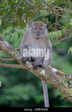 Long-tailed macaque in Singapore Stock Photo