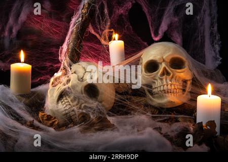 A halloween still life consisting of 2 human skull covered o spider webs Stock Photo