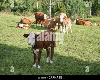 Calves in a pasture. Farm animal from Sweden. Many flies on the head of the cow. Animal photo from Scandinavia Stock Photo