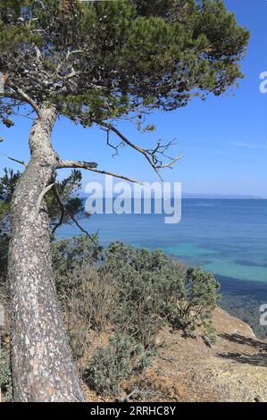 pine tree and tropical beach and sea background . Summer vacation and ...