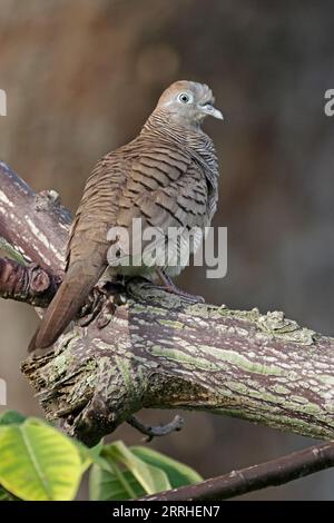 Zebra Dove on a log in Singapore Stock Photo