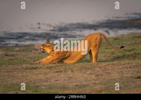 Lioness stretches on riverbank with eyes closed Stock Photo