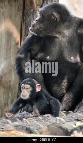 220702 -- BEIJING, July 2, 2022 -- Photo taken on July 2, 2022 shows a chimpanzee baby and its mother at Beijing Zoo in Beijing, capital of China. A total of 201 animal cubs of 43 species in Beijing Zoo have started to meet the public recently.  CHINA-BEIJING-ZOO-CUBS CN LixXin PUBLICATIONxNOTxINxCHN Stock Photo