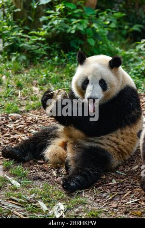 220704 -- CHENGDU, July 4, 2022 -- Giant panda He Hua enjoys a special