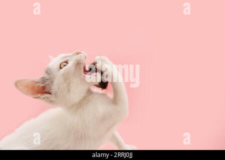 Portrait playful kitten cat playing with a mouse toy. Isolated on pink pastel background Stock Photo