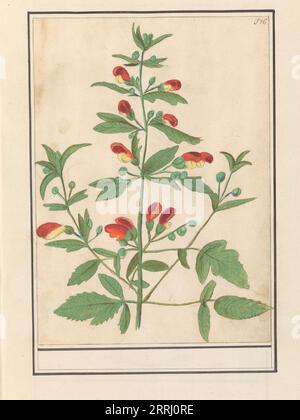 Figwort, possibly Knotted Figwort (Scrophularia nodosa), 1596-1610. Commissioned by Emperor Rudolf II. Stock Photo