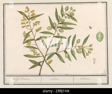 Olive (Olea europaea), 1596-1610. Commissioned by Emperor Rudolf II. Stock Photo