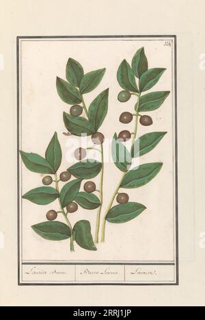 Olive (Olea europaea), 1596-1610. Commissioned by Emperor Rudolf II. Stock Photo