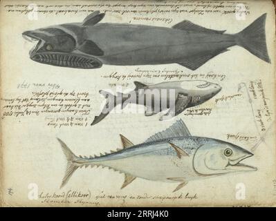 Tuna (Thunnus thynnus), shark (Carcharodon carcharias) and remora (Echeneidae), 1788. With inscriptions. Part of Jan Brandes' sketchbook, dl. 2 (1808), p. 174. Stock Photo