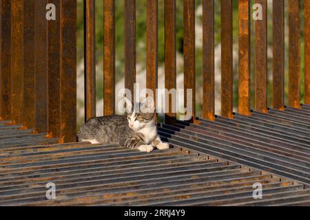 A kitten plays on an iron structure. A  pet. The little cat is interested in the world around it. Stock Photo