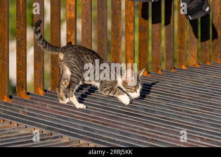 A kitten plays on an iron structure. A  pet. The little cat is interested in the world around it. Stock Photo