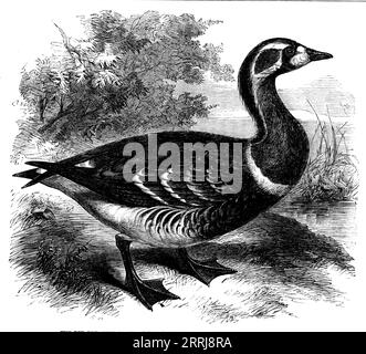 The Red-breasted Goose at the Zoological Society's Gardens, Regent's Park, 1858. 'The red-breasted Goose (Bernicla ruficollis) is a native of Northern Asia...[and] is the rarest of the British water-fowl...the exhibition of a living specimen is therefore an event of great interest to ornithologists...It is known in Britain only as a rare visitant, when driven by tempestuous weather out of the usual course of its migrations...The bird now living at the Zoological Gardens was taken in a decoy near Amsterdam...'. From &quot;Illustrated London News&quot;, 1858. Stock Photo