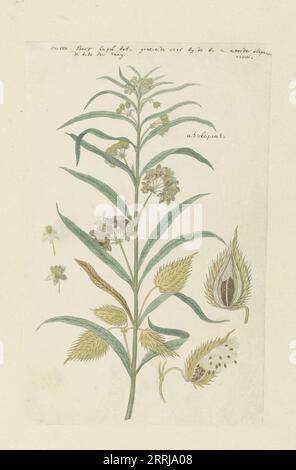 Gomphocarpus fruticosus, formerly Asclepias fruticosa (Tennis-ball milkweed), 1778-1780. Stock Photo