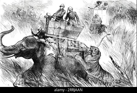 The Prince of Wales's Elephant charged by a Tiger, 1876. The future King Edward VII shoots tigers during a royal visit to India. 'The tigers, finding themselves hemmed in, rushed furiously round the circle, roaring loudly. The elephants were trumpeting, men shouting, and it was a scene of great confusion...the elephant ridden by his Royal Highness was attacked. Though a staunch animal, this elephant did not keep his front towards the tiger, but turned so as to receive the tiger upon his vast haunch. This movement sent the mahout and the other persons upon the elephant reeling backwards; but th Stock Photo