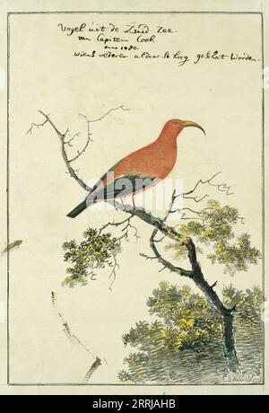 Vestiaria coccinea ('I'iwi or Scarlet Hawaiian honeycreeper), 1778. 'Bird from the South Sea of Captain Cook, 1780, whose feathers are so highly valued there'. Stock Photo