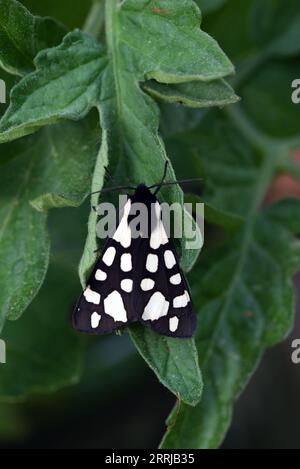 Cream-spot Tiger Moth, Arctia villica, Female Resting on Leaf of Tomato Plant Stock Photo