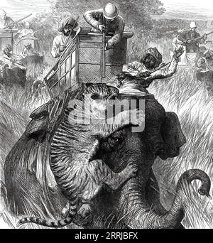 The Prince of Wales in the Nepaul Terai: Colonel Sir Arthur Ellis at close quarters with a Tiger, from a sketch by one of our special artists, 1876. '...the tiger sprang out, and in an instant charged the nearest elephant...The tiger was shaken off...but in another moment with a loud growl he violently charged Colonel Ellis's elephant, fastening himself on the animal's head, with his right paw clawing the elephant's forehead, and holding on by his teeth to the...seat, on which the mahout sits; he bit the man's knee, while with his left paw he clawed the elephant's ear severely, and at the same Stock Photo