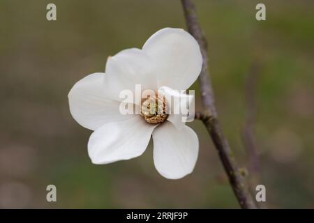 blossoming Magnolia kobus flower close-up in early spring. Stock Photo