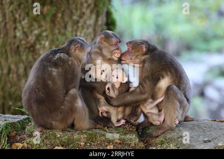 220725 -- WUYISHAN, July 25, 2022 -- Tibetan macaques are pictured in the Wuyishan National Park, southeast China s Fujian Province, July 23, 2022. The number of wild Tibetan macaques has been on the rise in the park, thanks to stronger ecological protection and rising environment protection awareness.  CHINA-FUJIAN-WUYISHAN-TIBETAN MACAQUES CN JiangxKehong PUBLICATIONxNOTxINxCHN Stock Photo