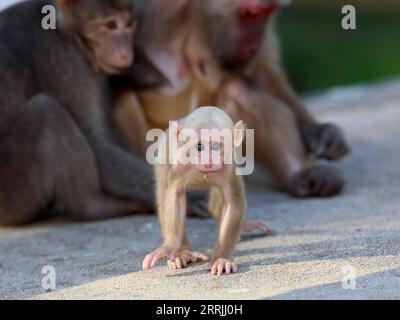 220725 -- WUYISHAN, July 25, 2022 -- Tibetan macaques are pictured in the Wuyishan National Park, southeast China s Fujian Province, July 23, 2022. The number of wild Tibetan macaques has been on the rise in the park, thanks to stronger ecological protection and rising environment protection awareness.  CHINA-FUJIAN-WUYISHAN-TIBETAN MACAQUES CN JiangxKehong PUBLICATIONxNOTxINxCHN Stock Photo