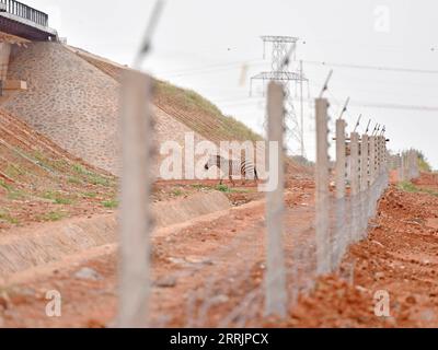 220802 -- NAIROBI, Aug. 2, 2022 -- A zebra passes through the Mombasa-Nairobi Railway animal passage near the Tsavo National Park in Kenya, on Feb. 22, 2017. The Chinese-built Mombasa-Nairobi Standard Gauge Railway SGR has just celebrated its fifth anniversary of safe operation. The Mombasa-Nairobi Railway passes through nature reserves such as the Nairobi National Park and Tsavo National Park. In order to reduce the impact on the environment, a series of measures have been taken during the design and construction of the railway such as bypassing the mangroves, which help keep the mangroves fl Stock Photo