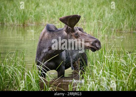 male Moose (Alces alces) with deformed antlers, Grand Teton National Park, Wyoming, United States of America Stock Photo