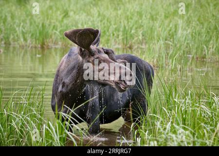 male Moose (Alces alces) with deformed antlers, Grand Teton National Park, Wyoming, United States of America Stock Photo