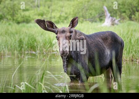 male Moose (Alces alces) with deformed antlers, Grand Teton National Park, Wyoming, United States of America Stock Photo