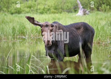 male Moose (Alces alces) with deformed antlers, Grand Teton National Park, Wyoming, United States of America Stock Photo