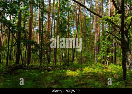 forest in the summer, soil covered with wild grass and fern Stock Photo