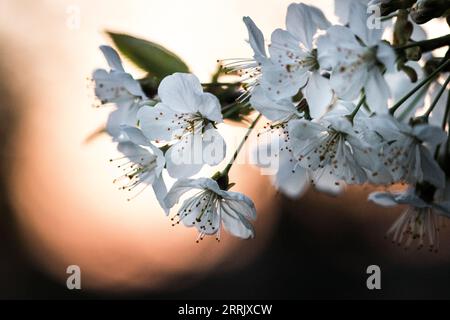 Nature photo, cherry tree, flower branch Stock Photo