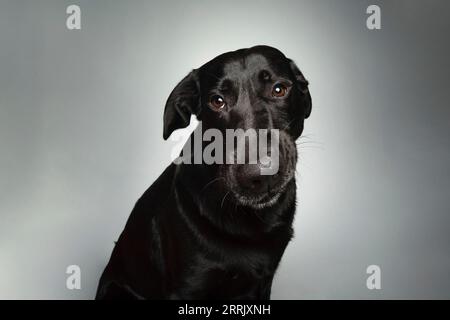Black Labrador in photo studio Stock Photo