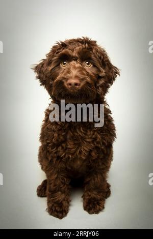 Cockapoo in photo studio Stock Photo
