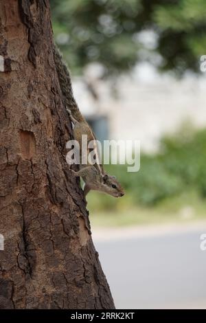 A chipmunk hold your body on tree Stock Photo