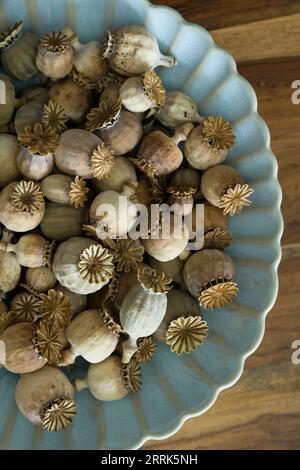 Dried poppy pods in a light blue earthenware bowl, close-up, top view Stock Photo