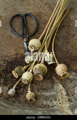 ripe poppy pods and seeds in an old wooden bowl, close up with nostalgic flower scissors Stock Photo