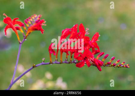 Montbretia - Crocosmia Lucifer (firey stars), flowers of garden montbretia 'Lucifer'with dewdrops, closeup Stock Photo