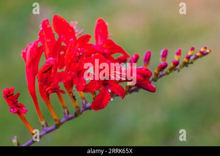 Montbretia - Crocosmia Lucifer (firey stars), flowers of garden montbretia 'Lucifer'with dewdrops, closeup Stock Photo