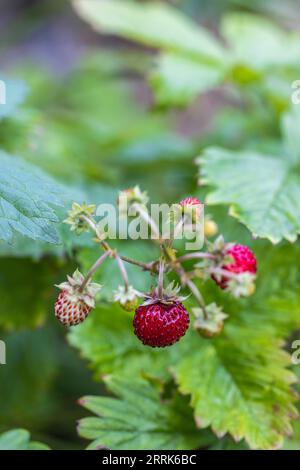 Natural background with red ripe wild strawberries Stock Photo - Alamy