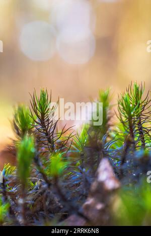 Close up of moss, forest still life, background image, bokeh Stock Photo