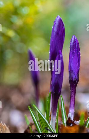 Spring flowers, crocus with dewdrops, closeup Stock Photo