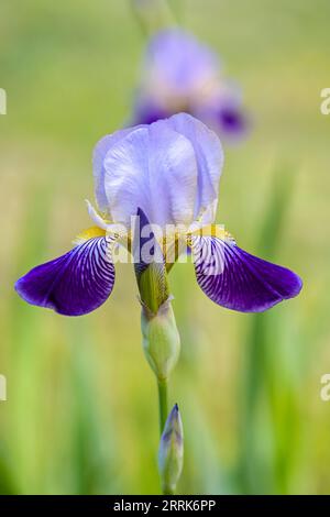 Siberian iris, Iris sibirica, purple flowers, closeup Stock Photo