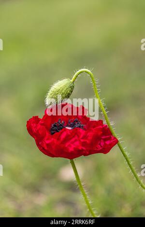 Opium poppy (Papaver somniferum) in the garden Stock Photo